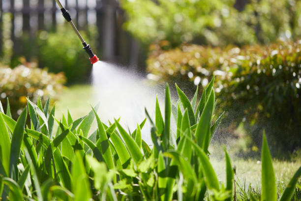 24/7 Emergency Wasp Removal experts in San Luis, AZ