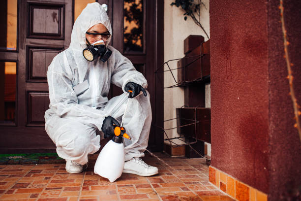 Reliable Wasp Removal contractor in San Luis, AZ by Show Me Pest Control